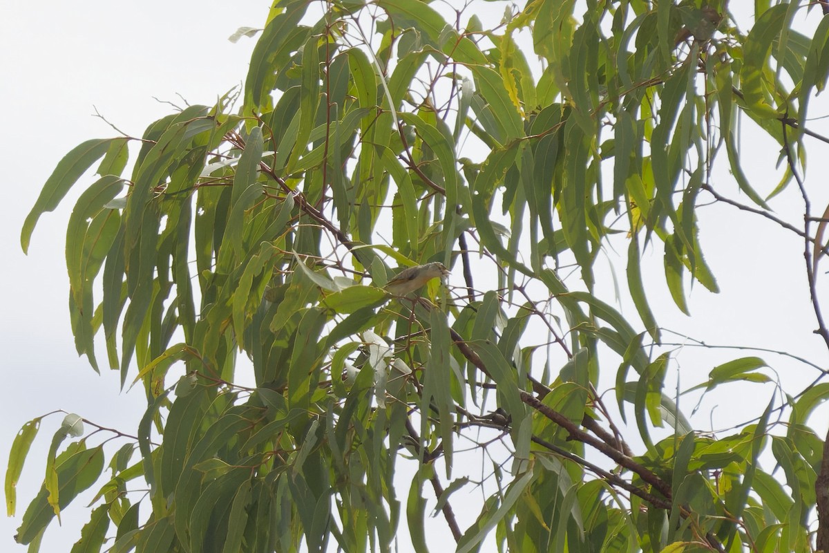 Red-browed Pardalote - ML637364950