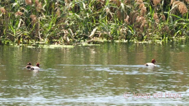 Common Pochard - ML637364960
