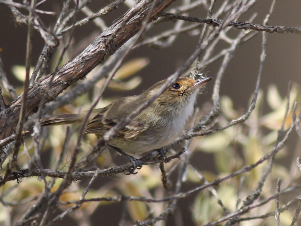 Fulvous-faced Scrub-Tyrant - ML637364970