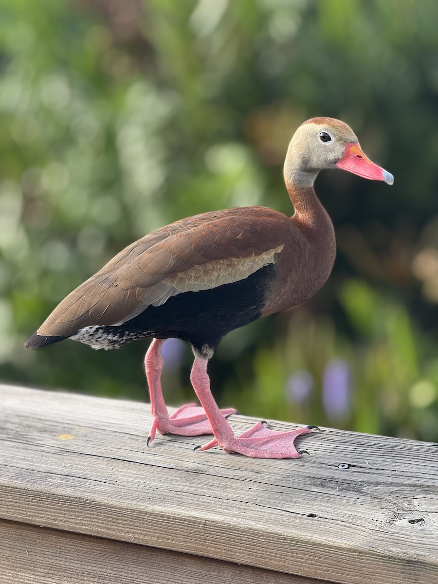 Black-bellied Whistling-Duck - ML637365032