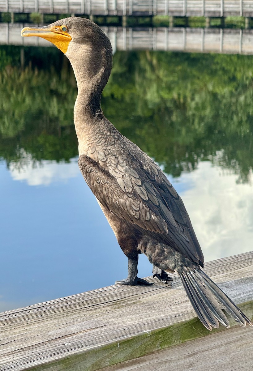Double-crested Cormorant - ML637365044
