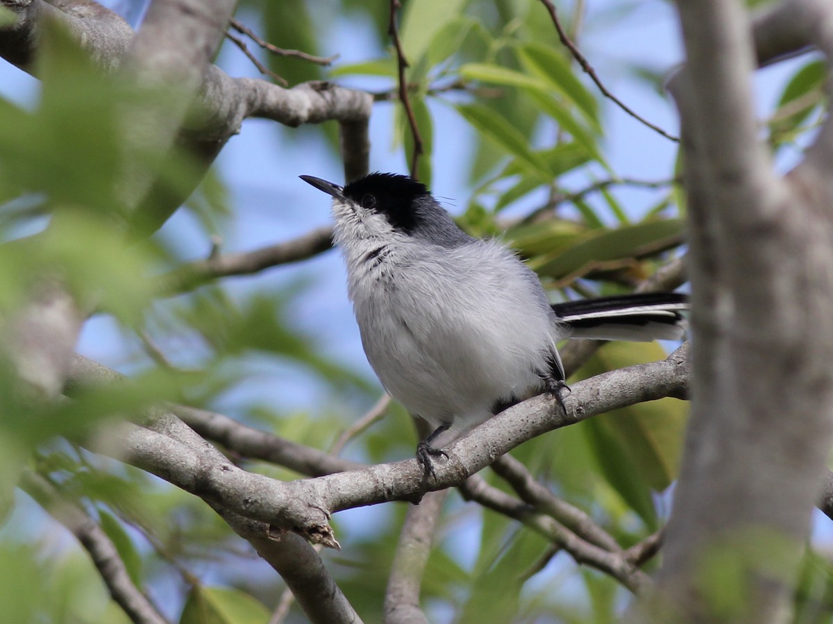 Marañon Gnatcatcher - ML637365053