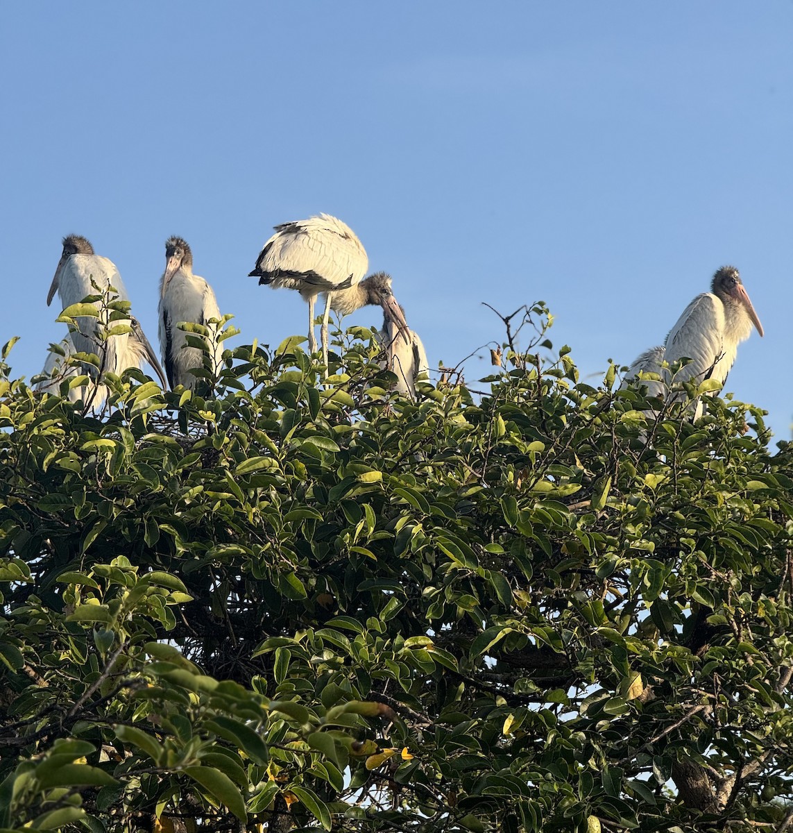 Wood Stork - ML637365071