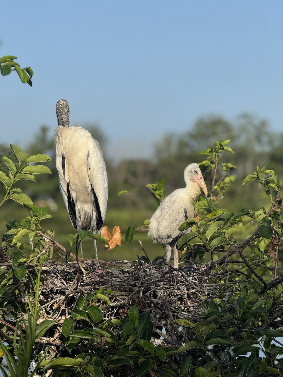 Wood Stork - ML637365072