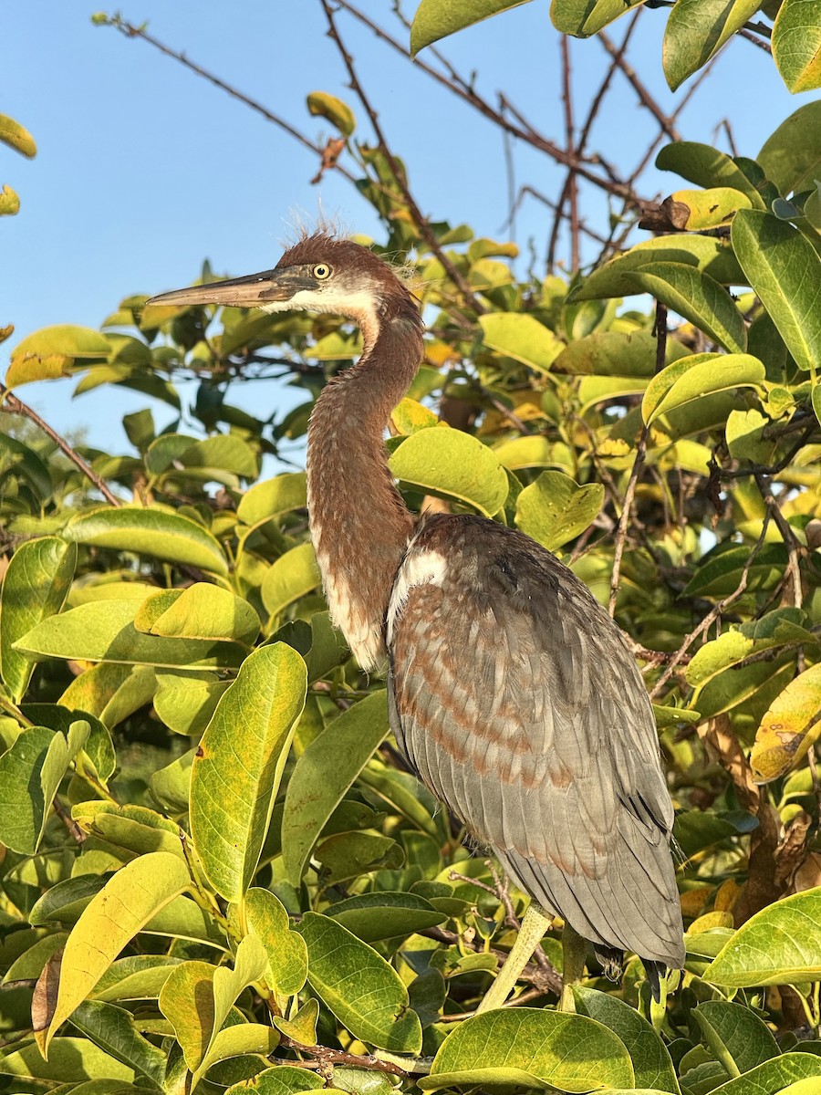 Tricolored Heron - ML637365135