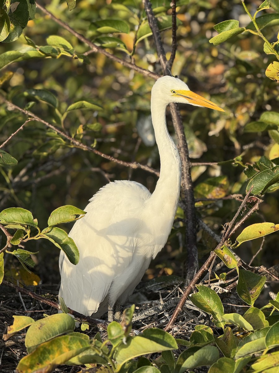 Great Egret - ML637365147