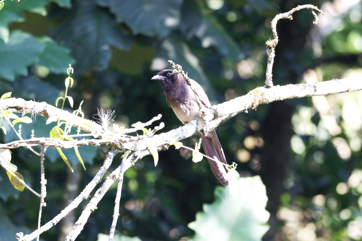 Brown Jay - ML637365234
