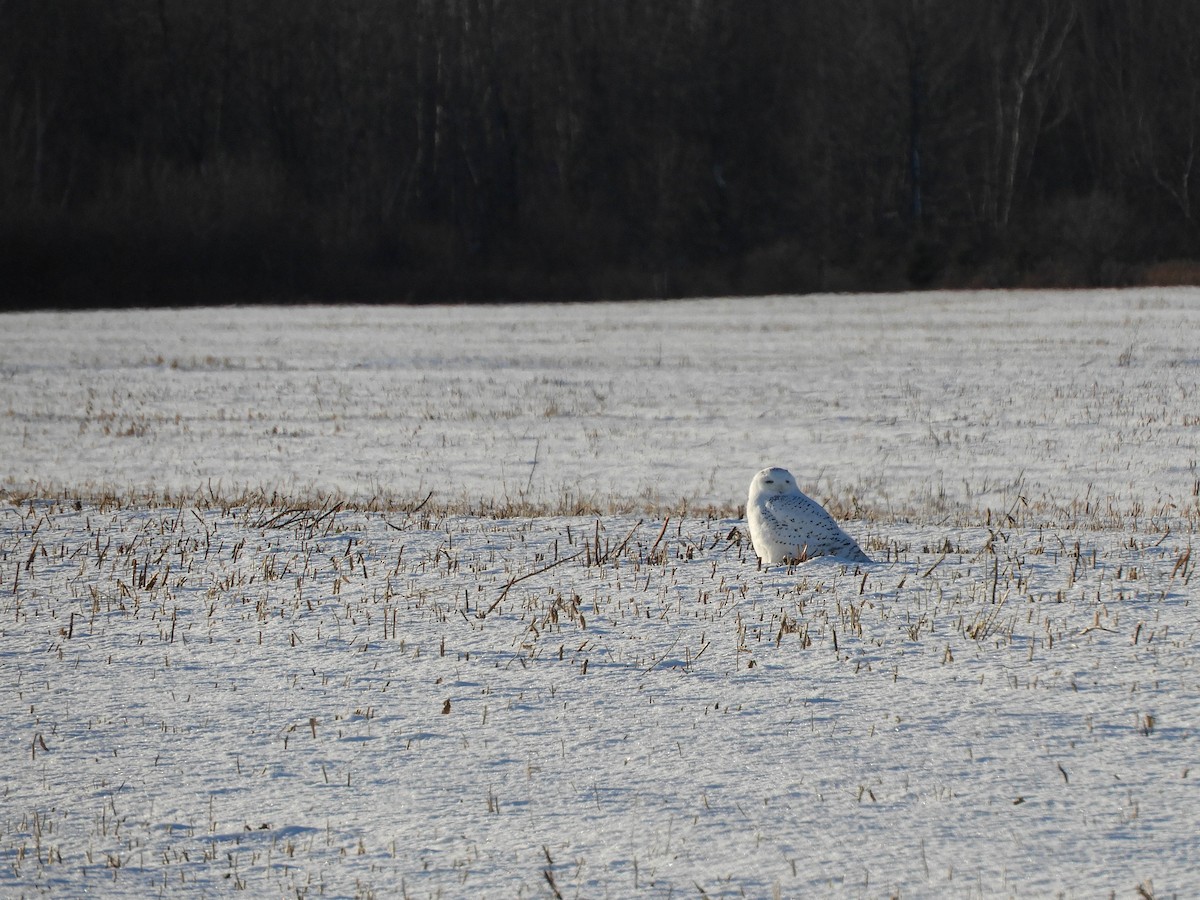 Snowy Owl - ML637365264
