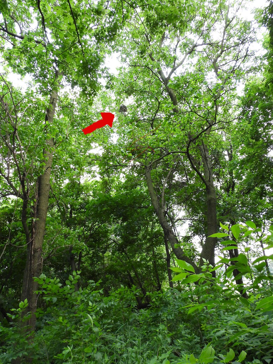 Cooper's Hawk - ML637365308