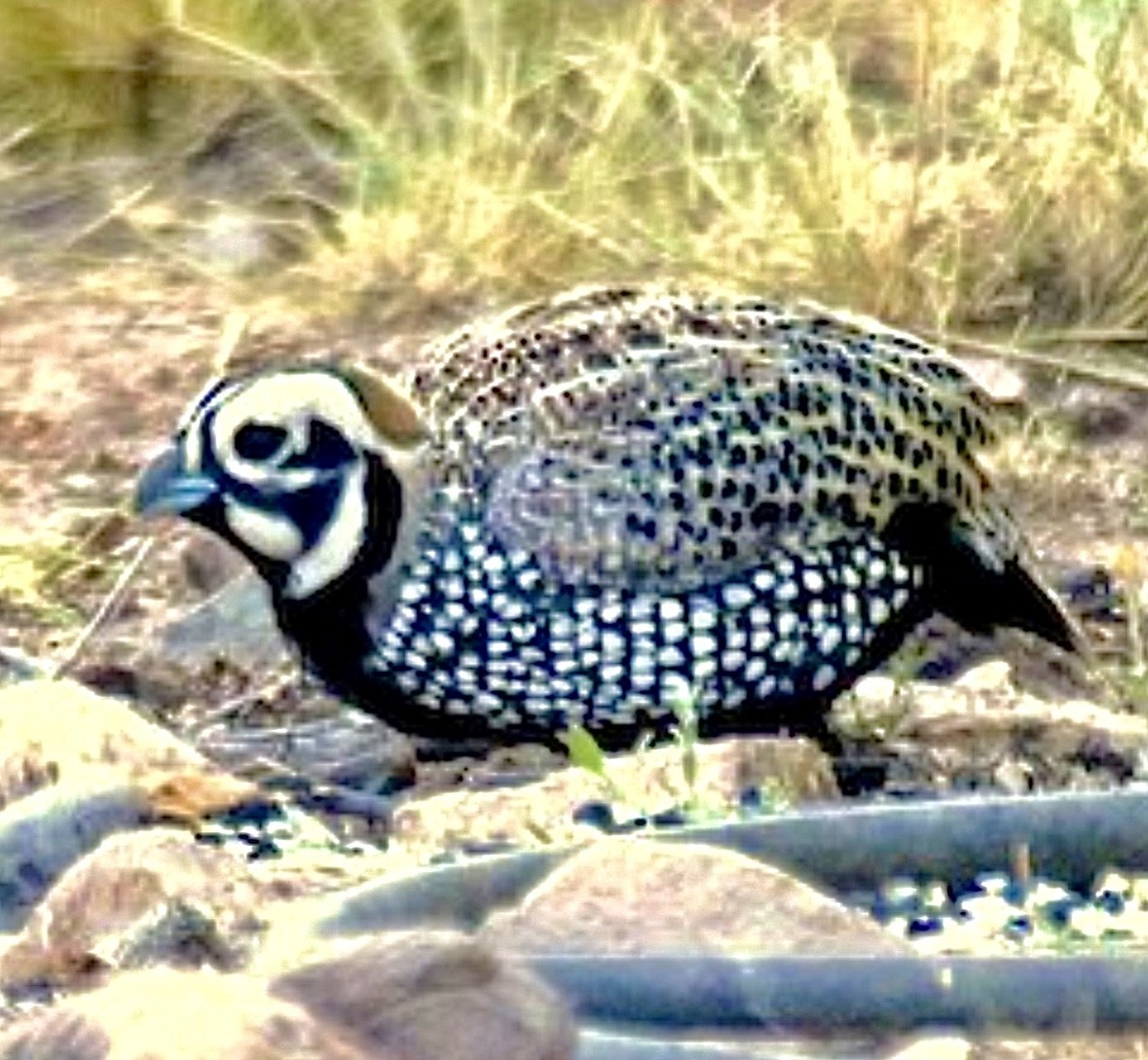 Montezuma Quail - ML637365343