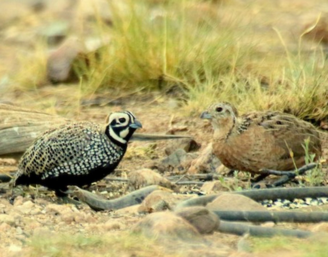 Montezuma Quail - ML637365353