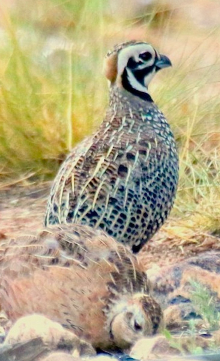 Montezuma Quail - ML637365355