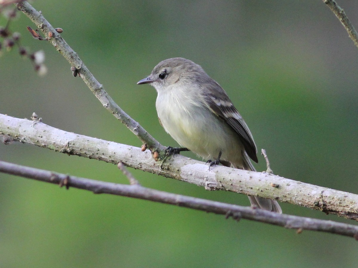 Mouse-colored Tyrannulet (Southern) - ML637365381