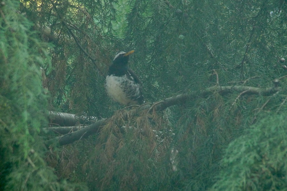 Pied Thrush - ML637365405