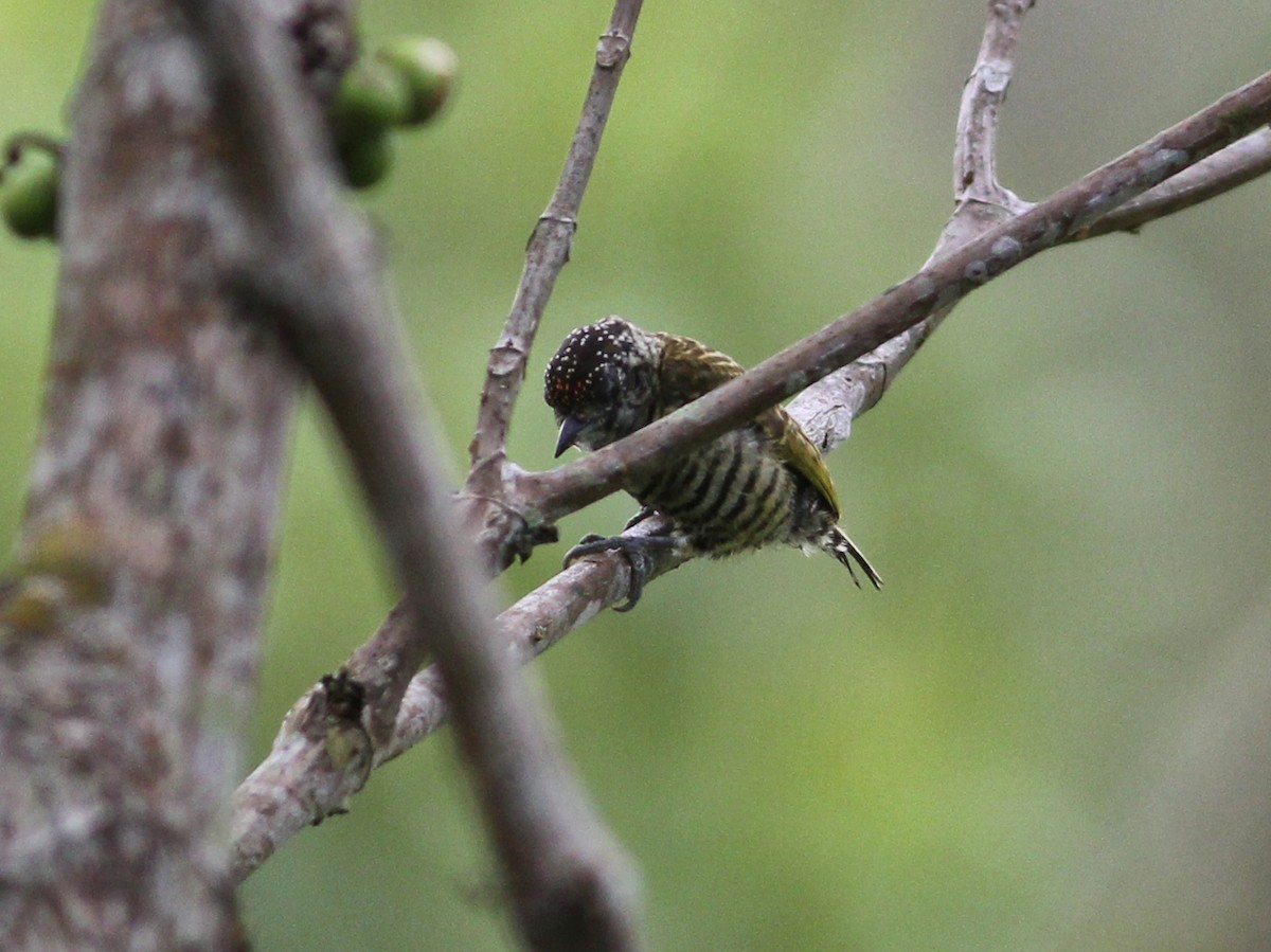 Lafresnaye's Piculet - ML637365457