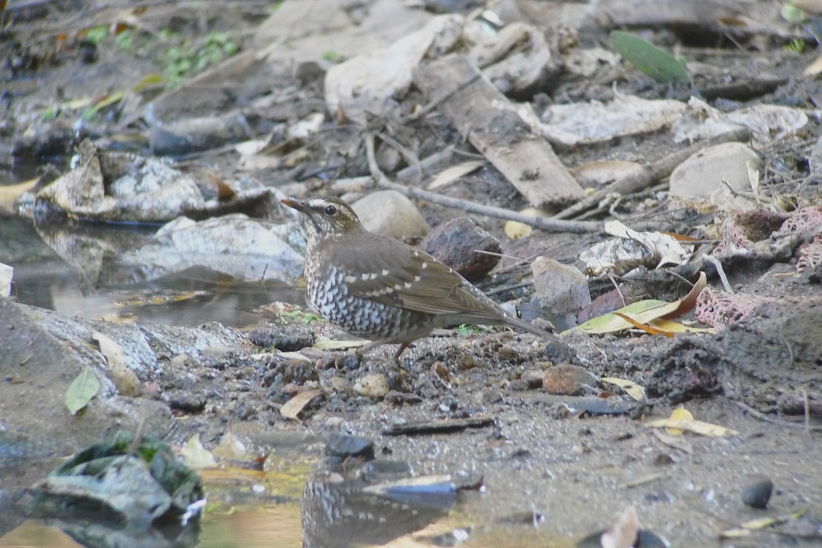 Pied Thrush - ML637365472