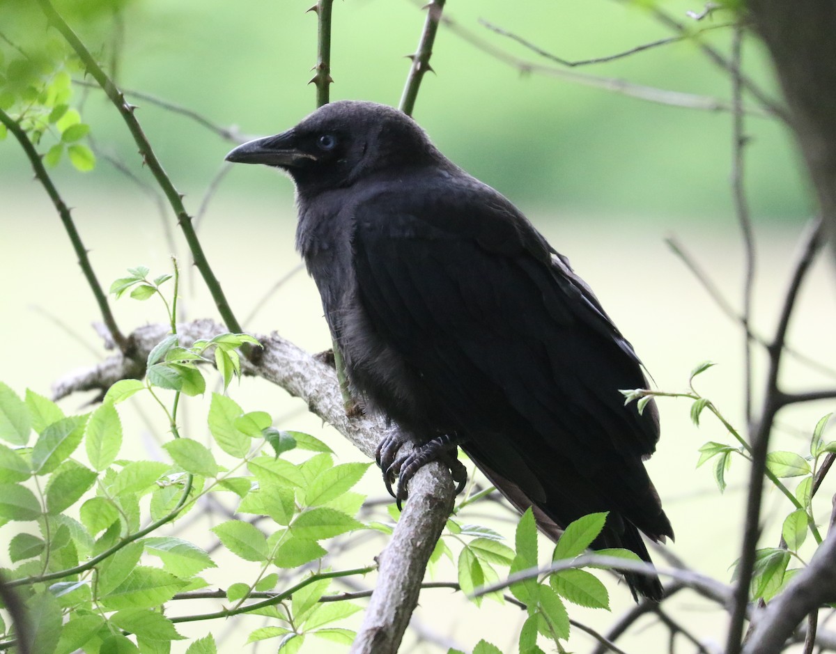 American Crow - ML637365479