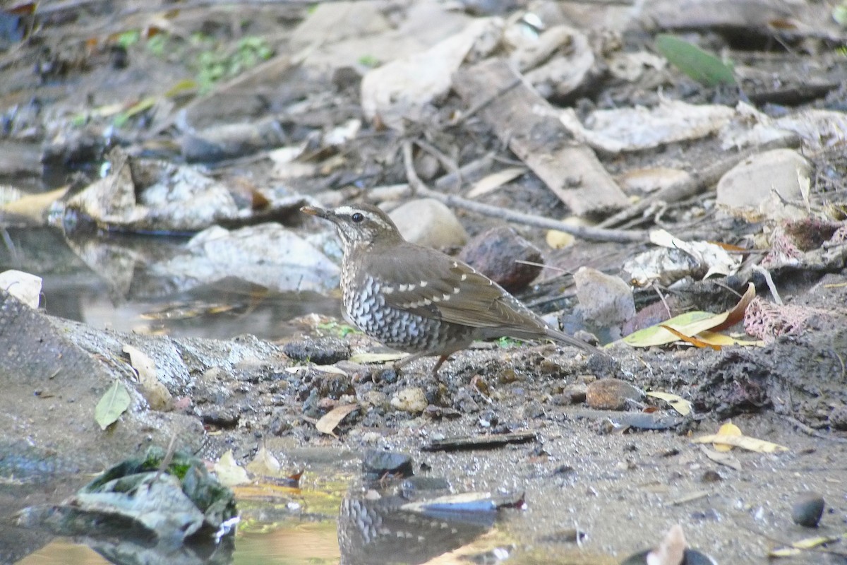 Pied Thrush - ML637365487