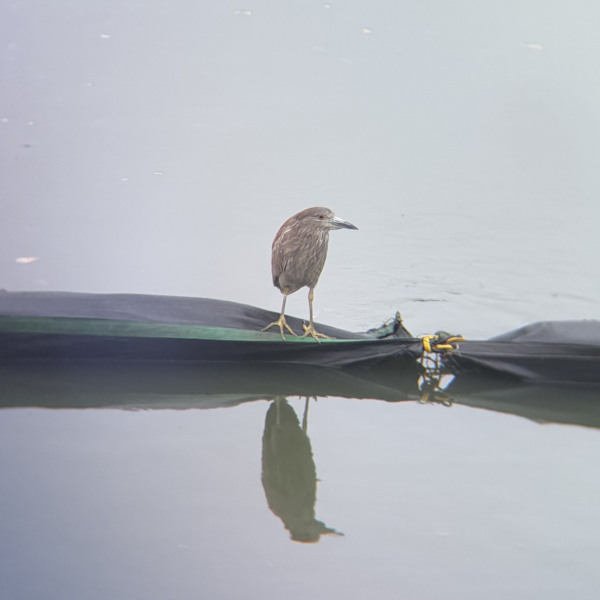 Black-crowned Night Heron - ML637365491