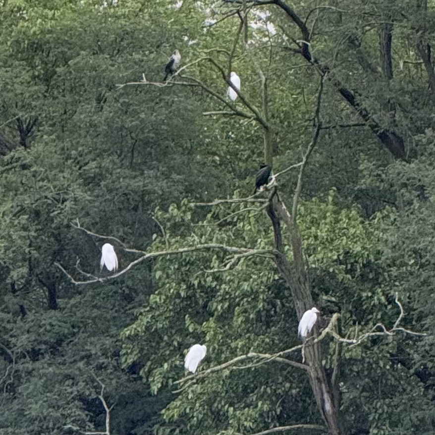 Great Egret - ML637365494