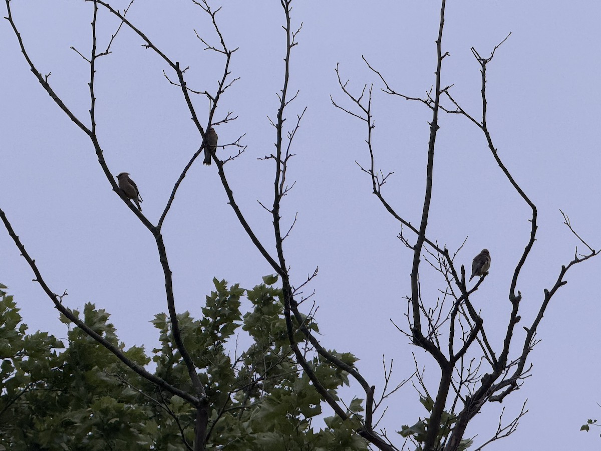 Cedar Waxwing - ML637365499