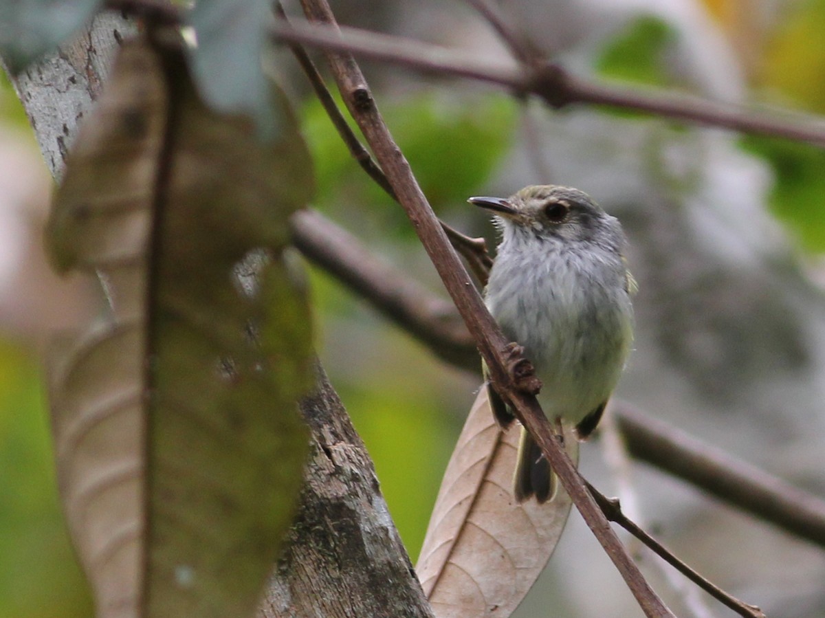White-bellied Pygmy-Tyrant - ML637365505