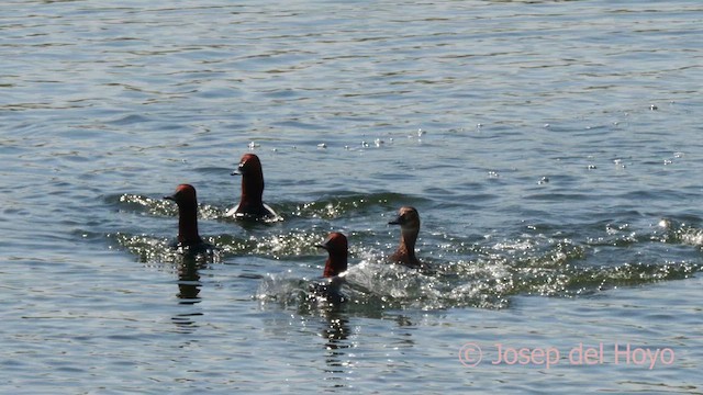 Common Pochard - ML637365512
