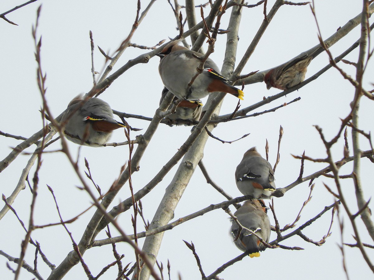 Bohemian Waxwing - ML637365621