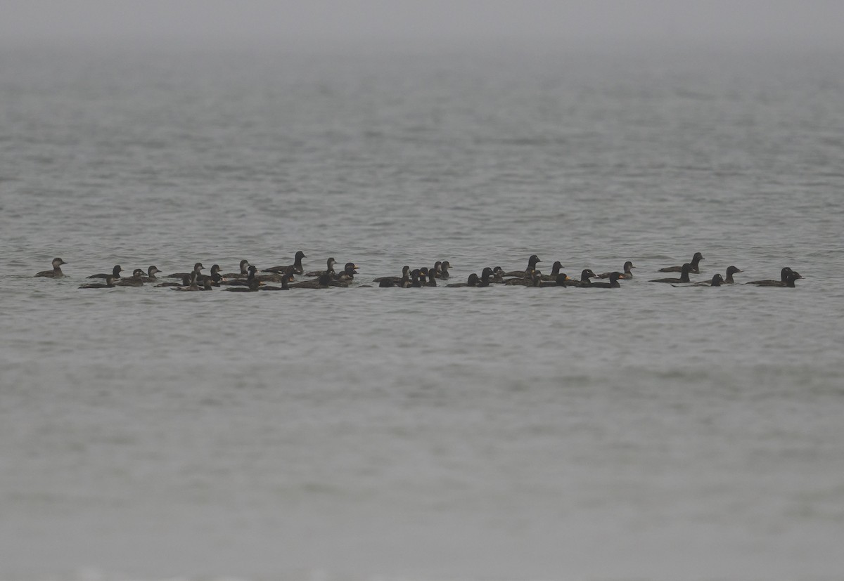 White-winged Scoter - ML637365650