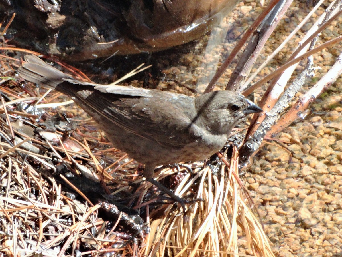 Brown-headed Cowbird - ML63736571