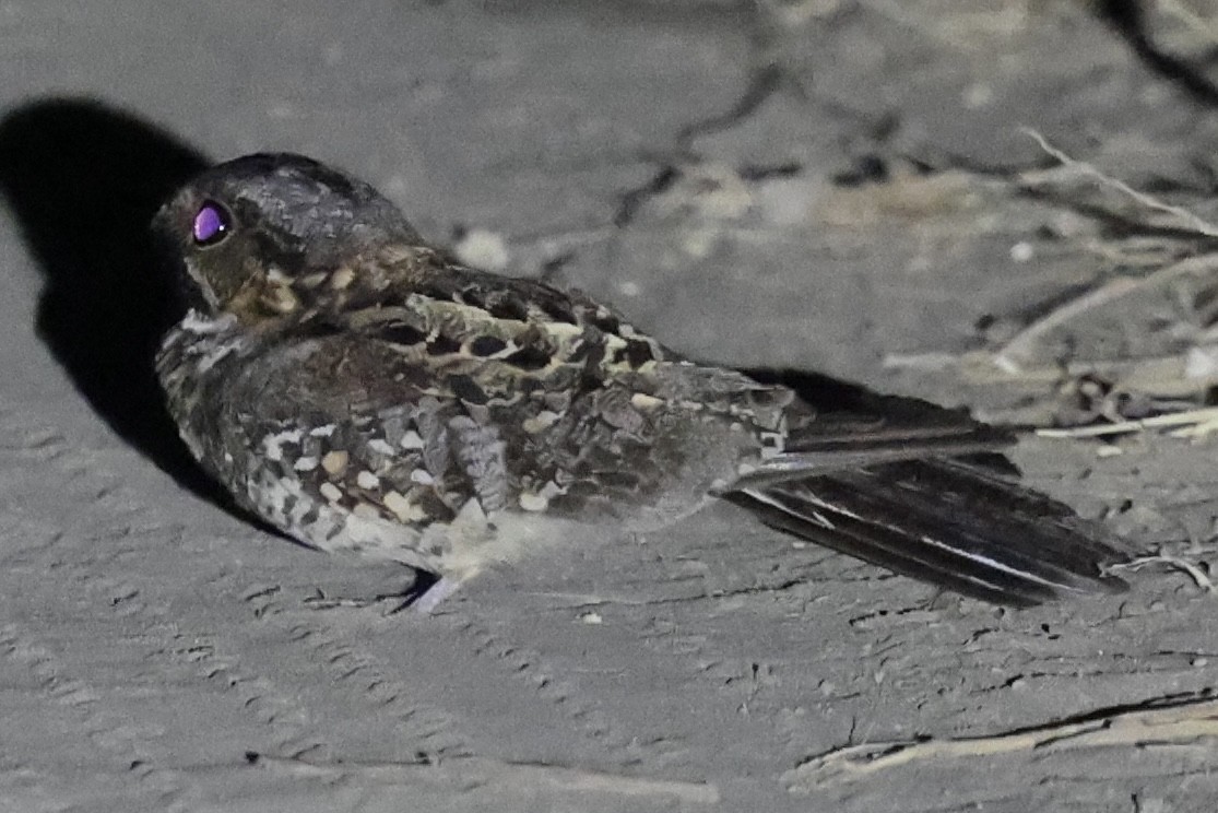 Scrub Nightjar - ML637365723