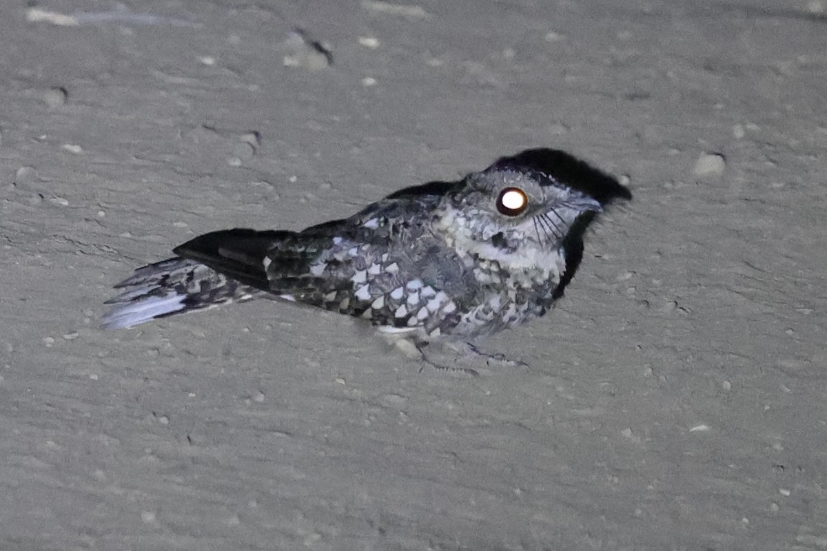 Tschudi's Nightjar - ML637365731