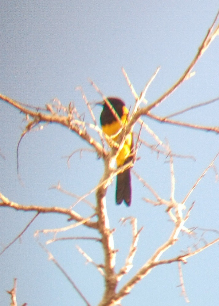 Black-cowled Oriole - ML637365738