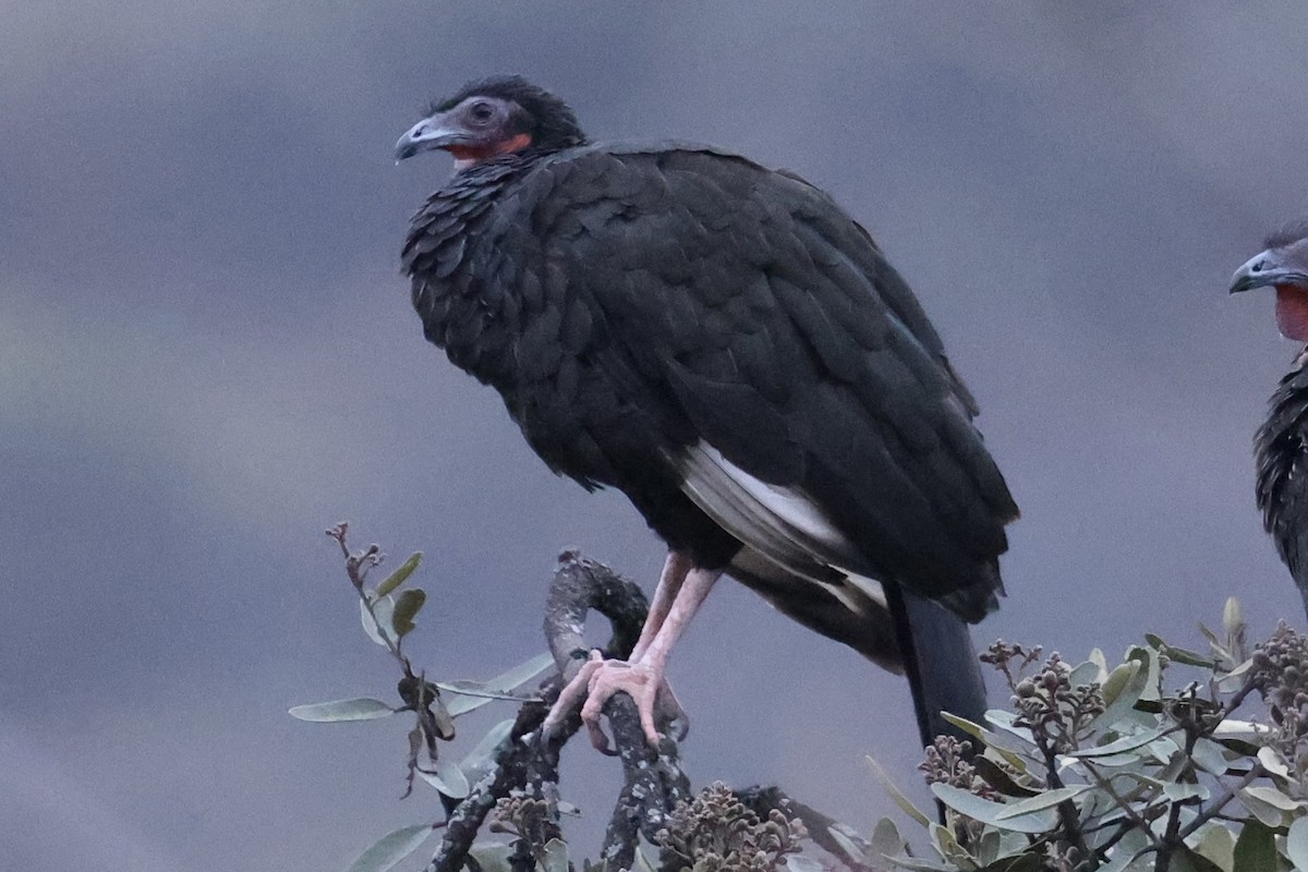 White-winged Guan - ML637365770