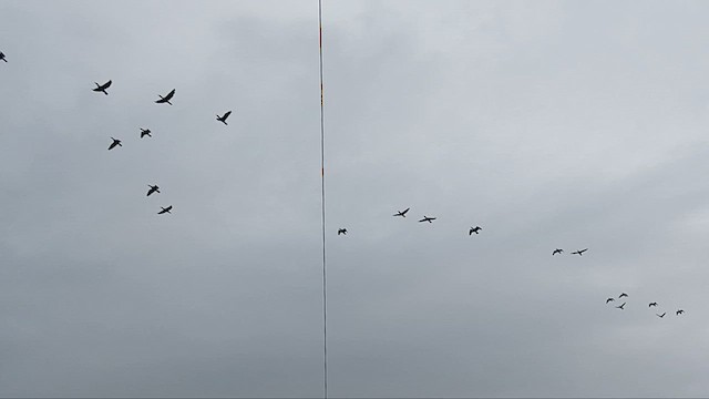 Indian Cormorant - ML637365776
