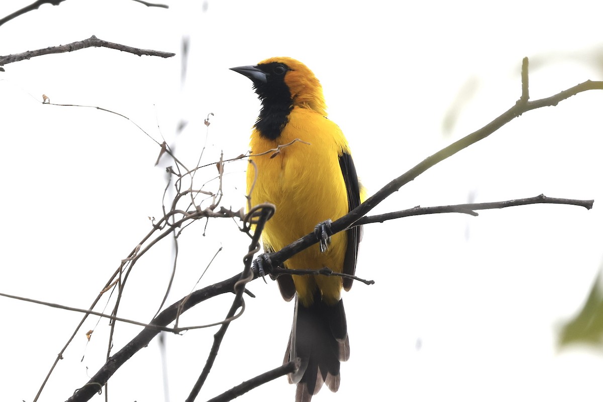 White-edged Oriole - ML637365814