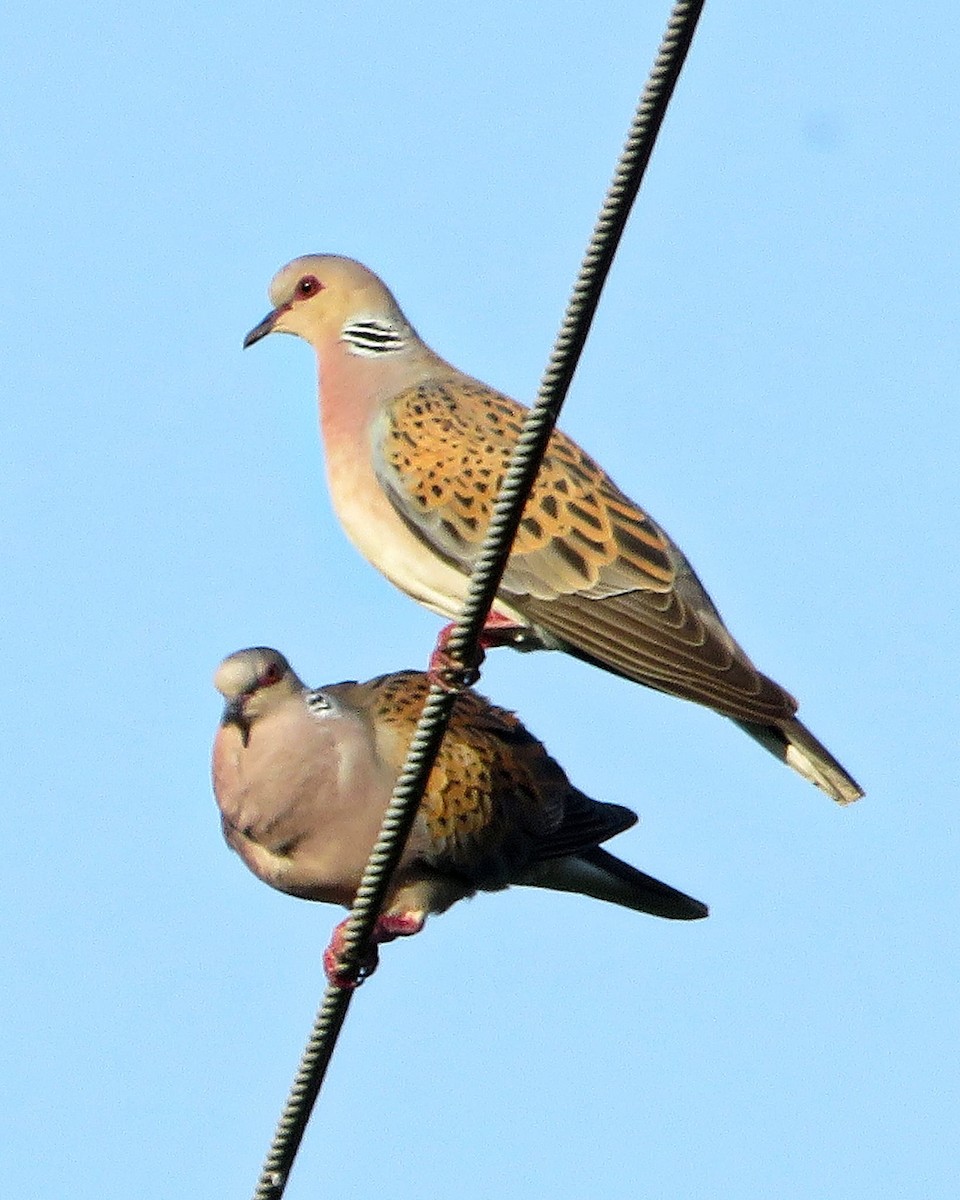 European Turtle-Dove - ML637365832