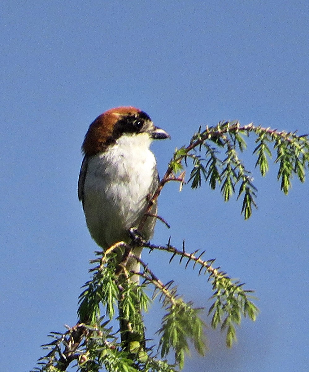 Woodchat Shrike - ML637365852