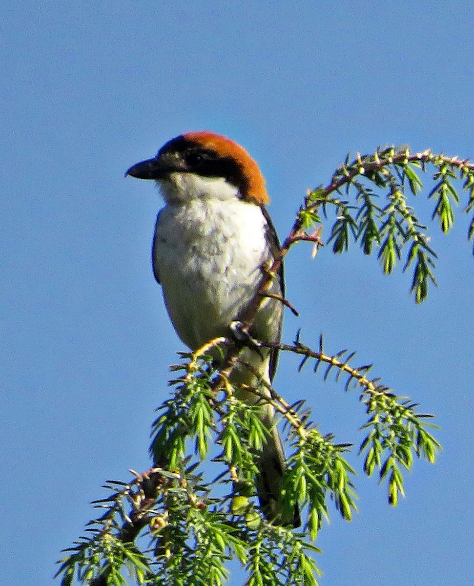 Woodchat Shrike - ML637365853