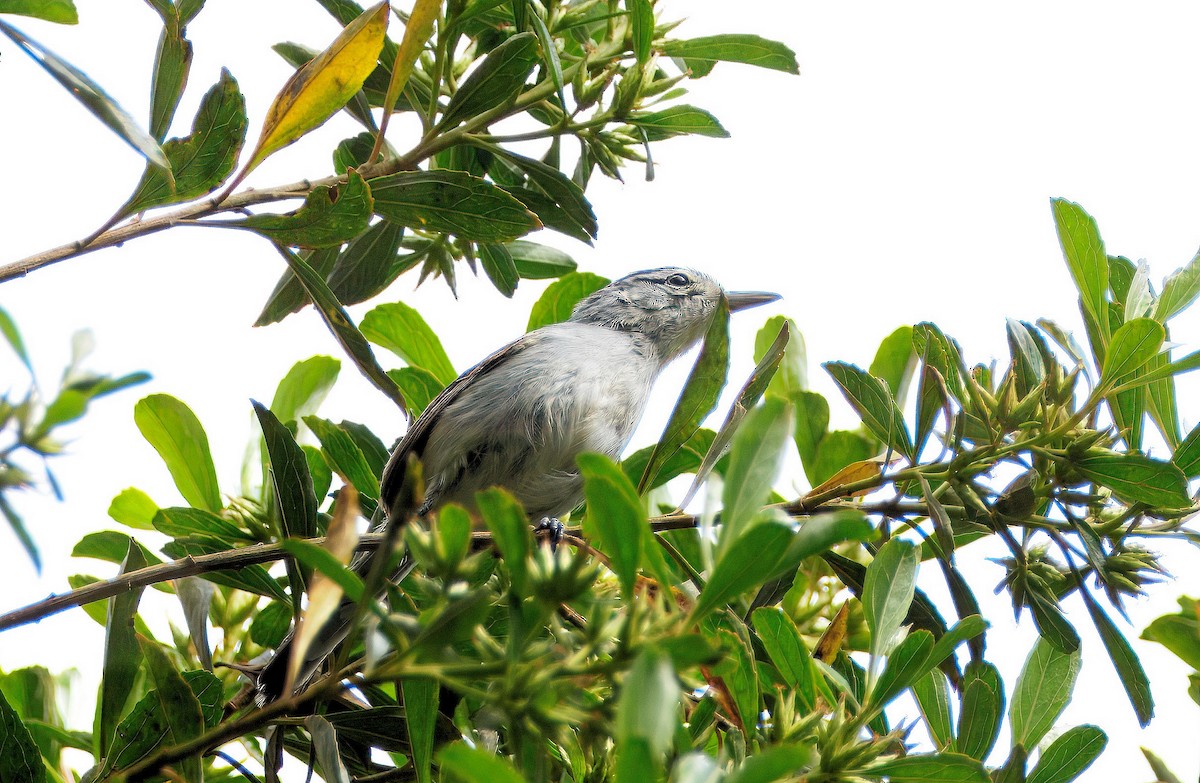 Black-capped Antwren - ML637365857