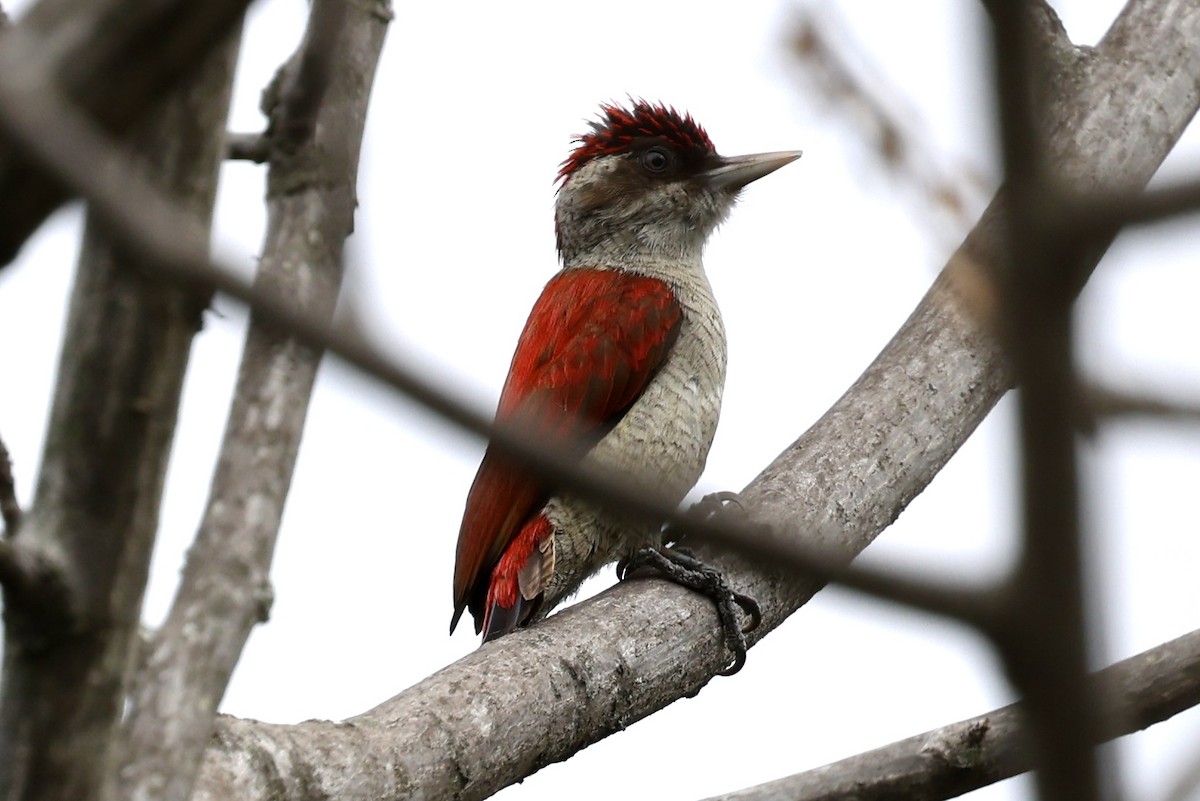 Scarlet-backed Woodpecker - ML637365895
