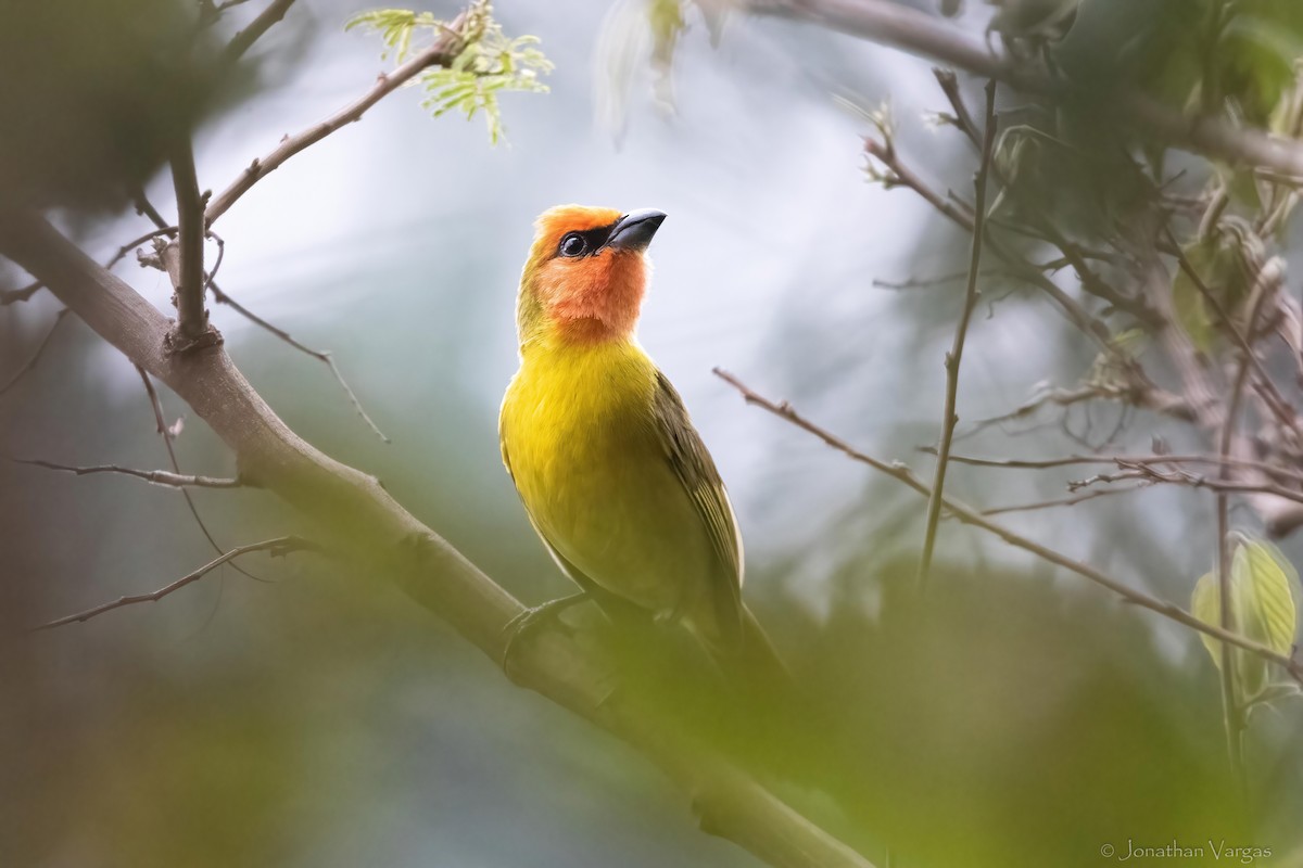 Red-headed Tanager - ML637365907