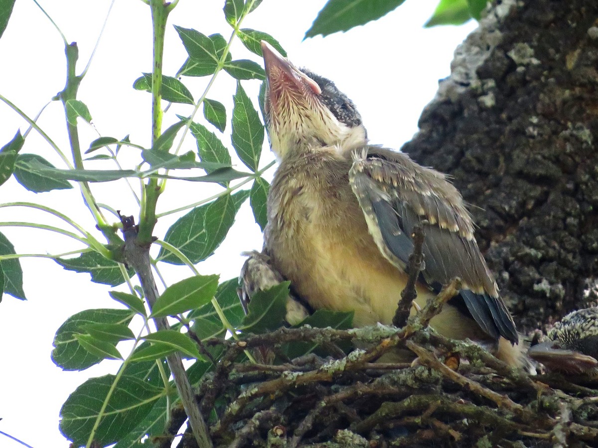 Iberian Magpie - ML637365919