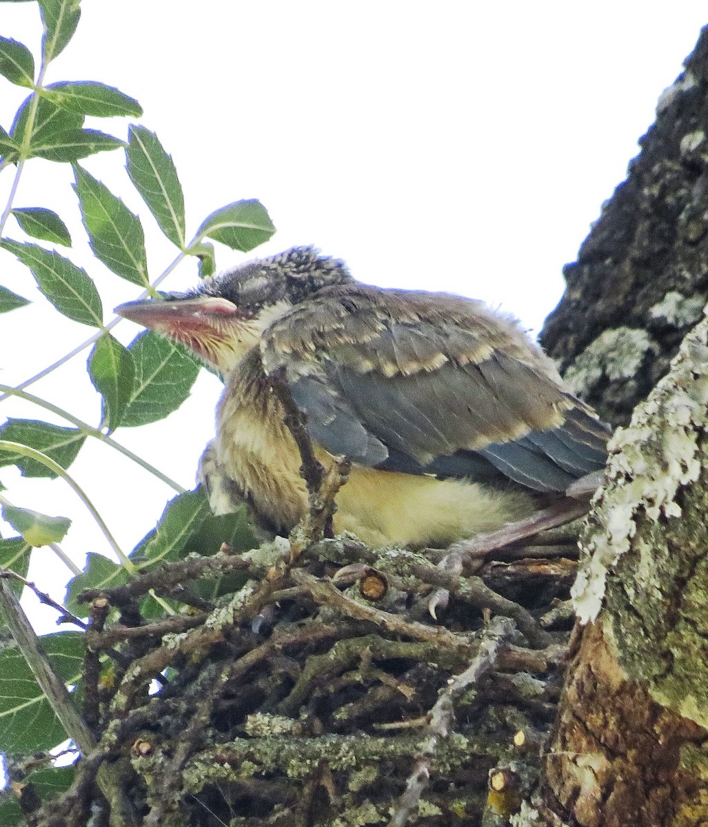 Iberian Magpie - ML637365920