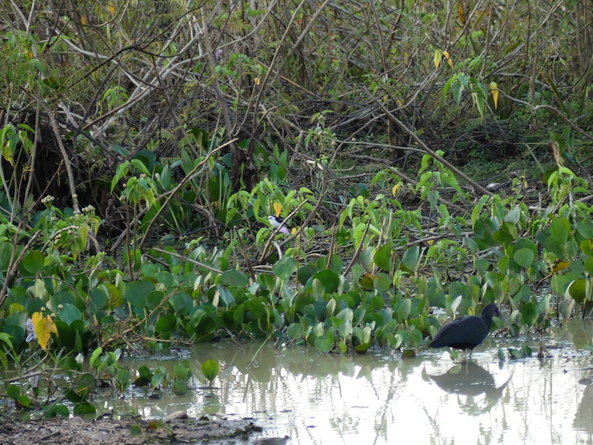 Black-backed Water-Tyrant - ML637365930