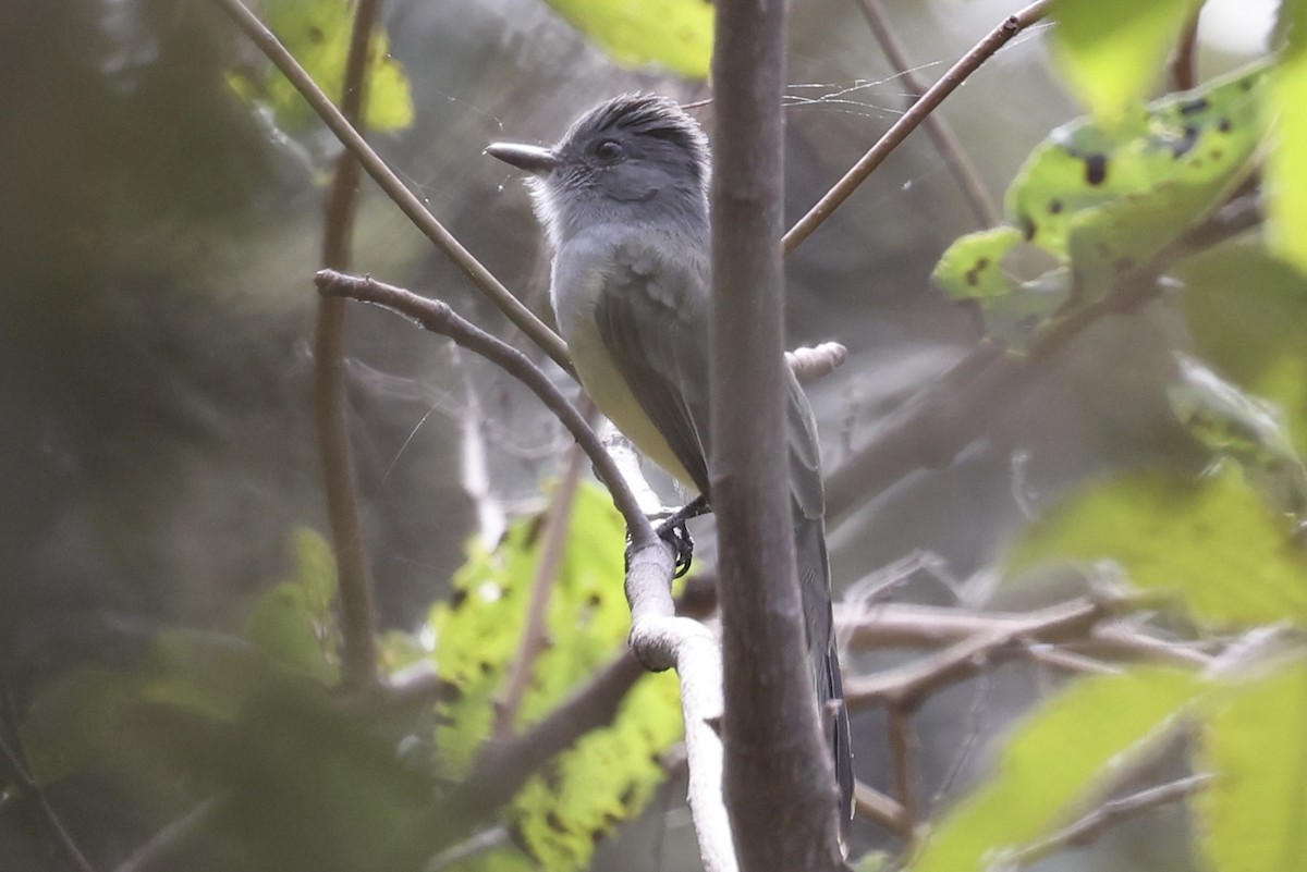 Sooty-crowned Flycatcher - ML637365943