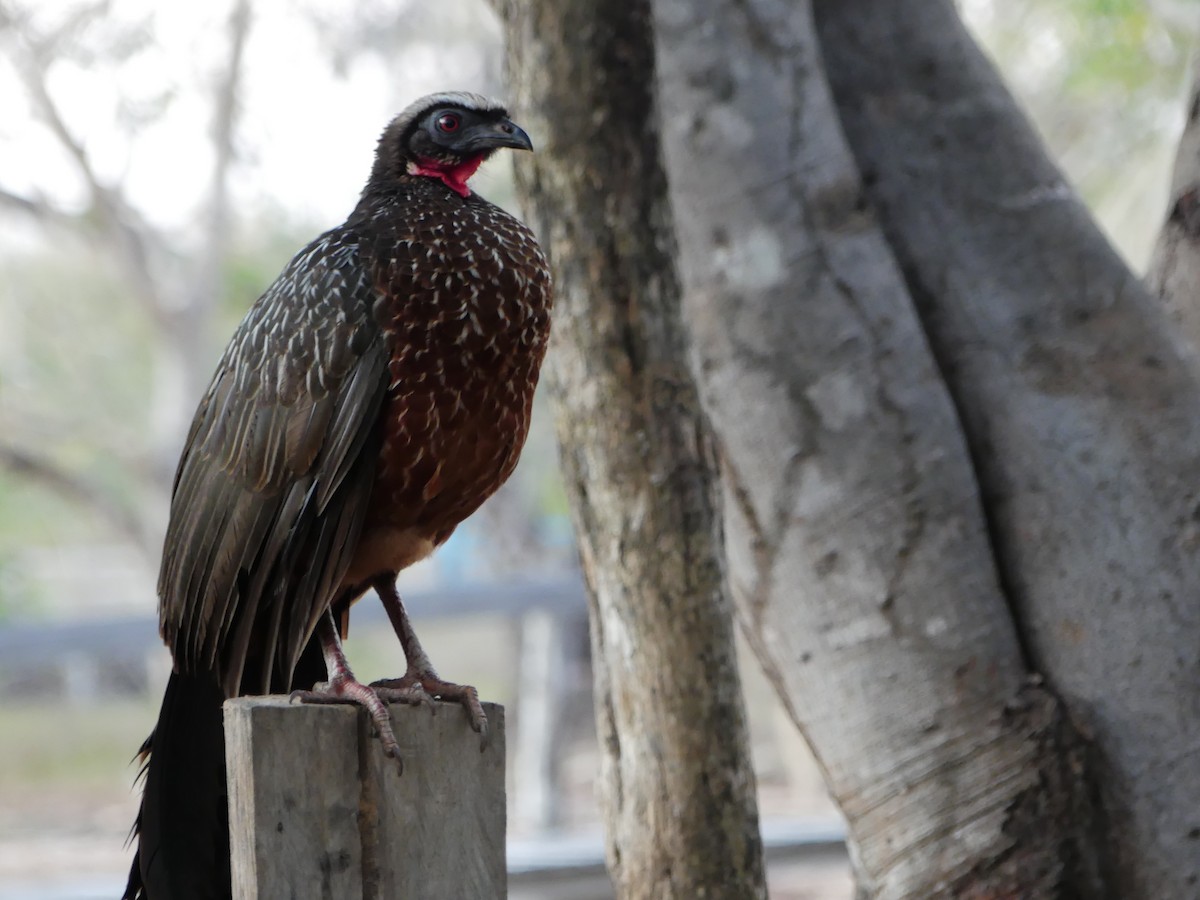 Chestnut-bellied Guan - ML637366000