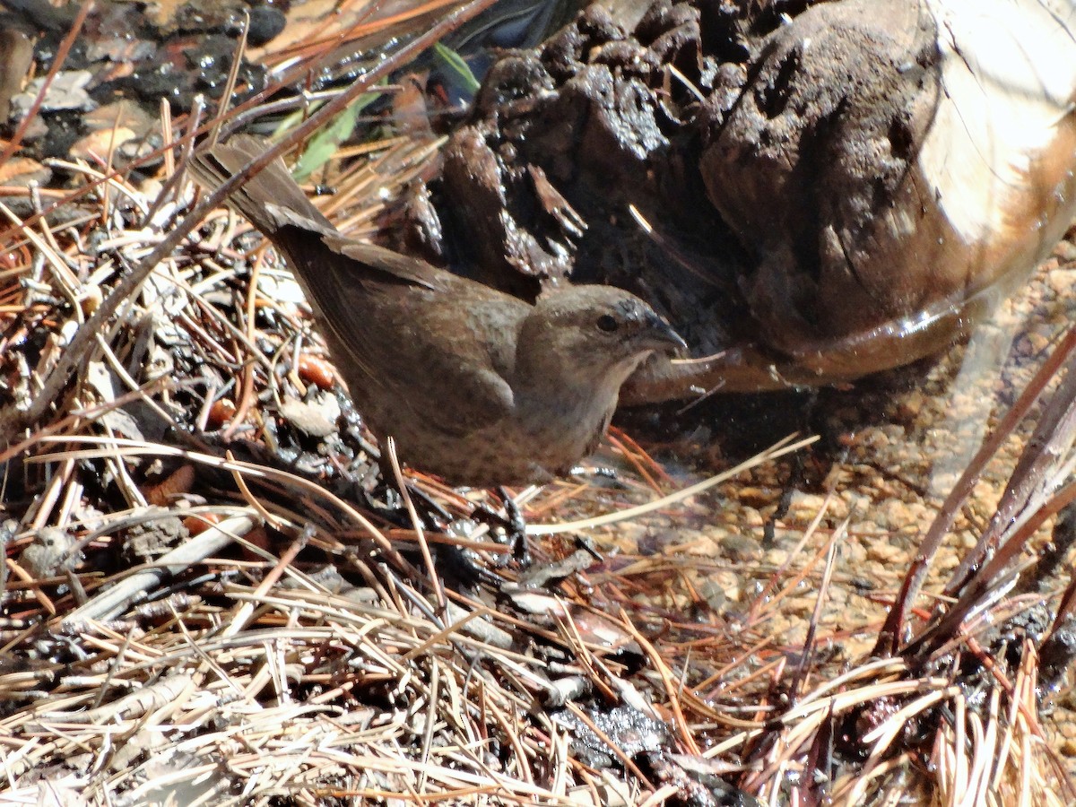Brown-headed Cowbird - ML63736601