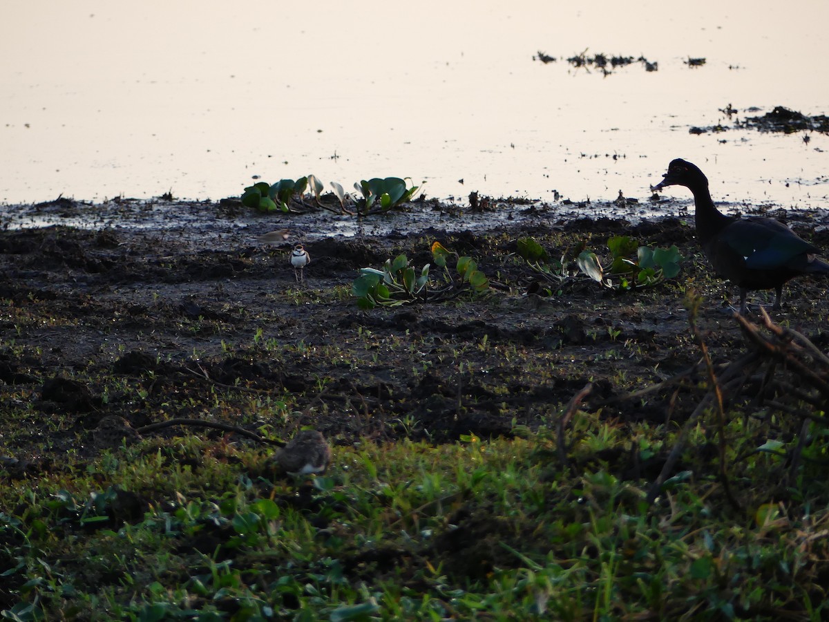 Collared Plover - ML637366019