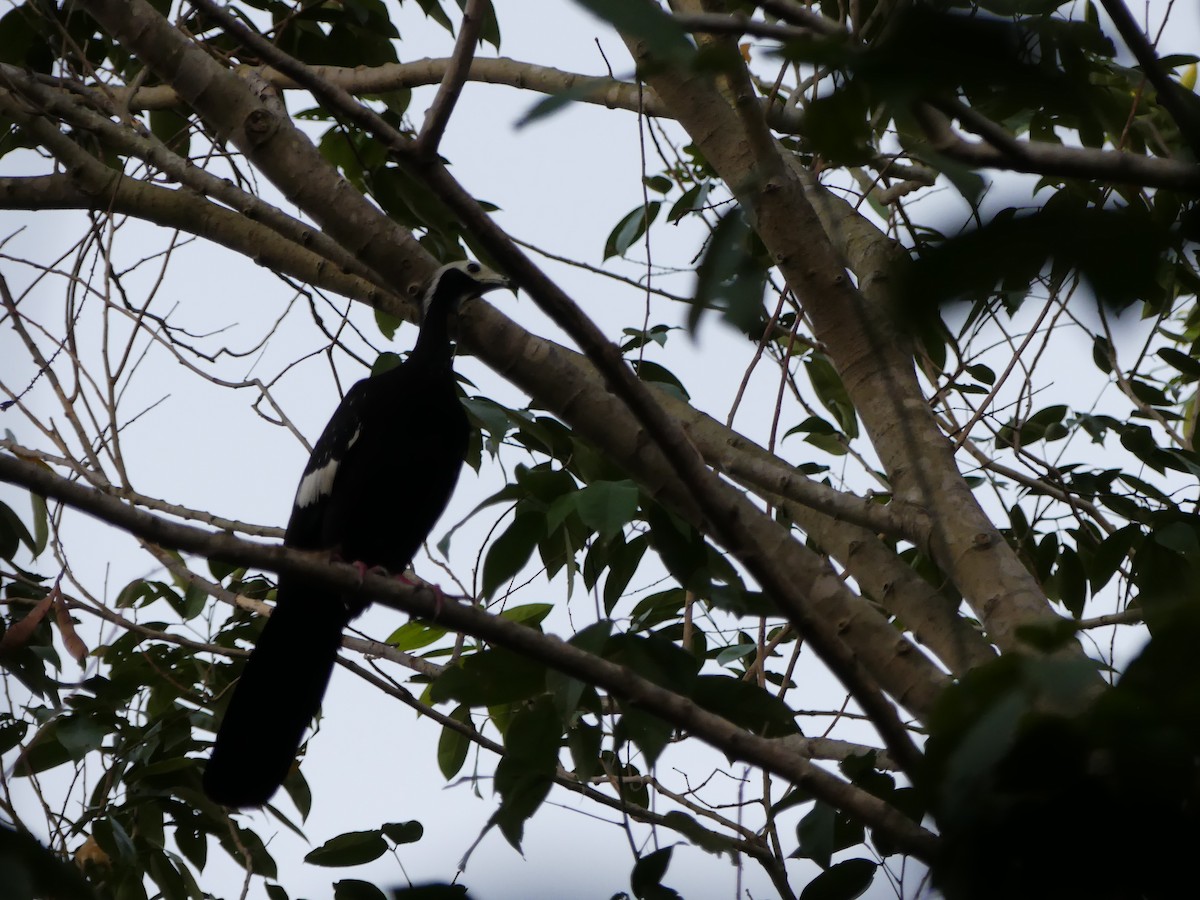 White-throated Piping-Guan - ML637366024